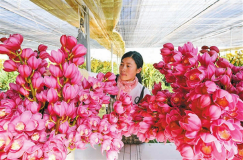 县政府办信息3月07—禄劝大花蕙兰形成规模，拥有全球最大生产基地200