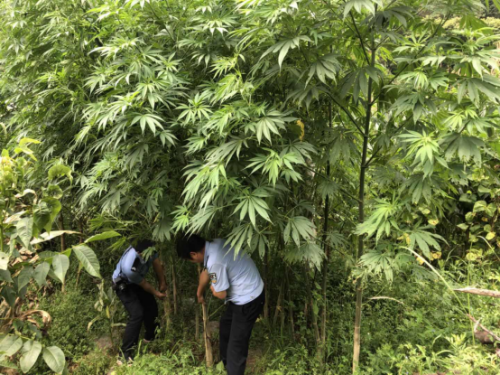 县森林公安局刑侦中队巡逻中铲除毒品原植物大麻26