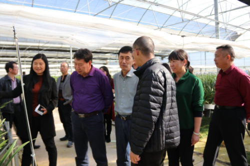 农业园区信息第46期（保山市隆阳区政协到农业园区大花蕙兰生产基地调研）25