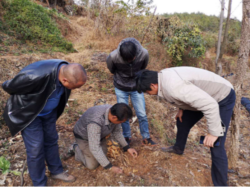 中屏镇信息第231期——杨相波副县长一行赴中屏镇调研中药材种植情况215