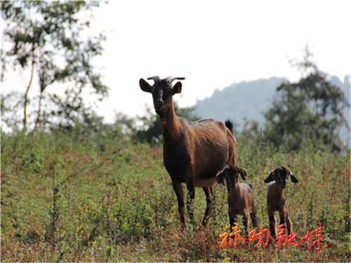 禄劝黑山羊6