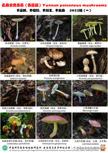 毒菌1