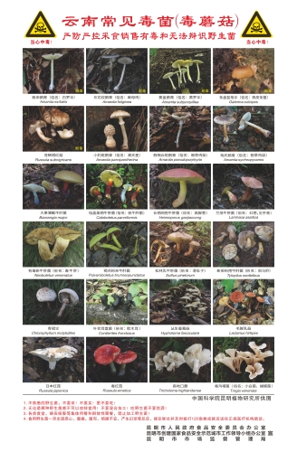 4.云南常见毒菌海报