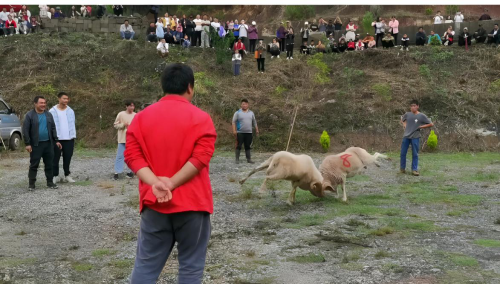 图片9