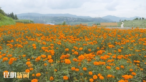 黄金花1