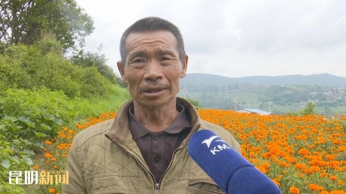 黄金花2