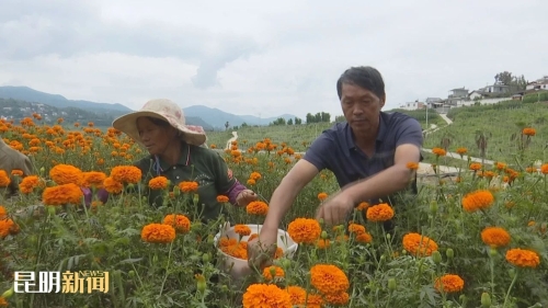 黄金花4