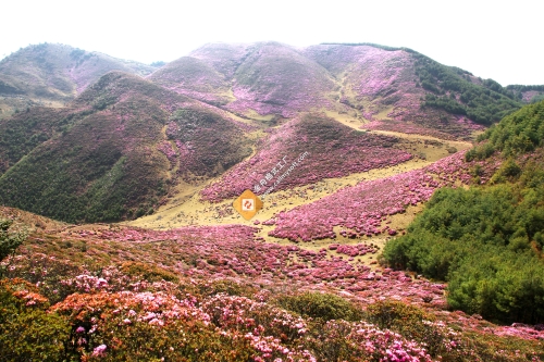 杜鹃花海