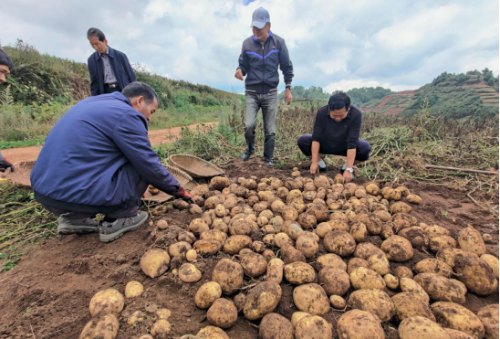 禄劝马鹿塘：种苗种薯种出致富”新招牌“715
