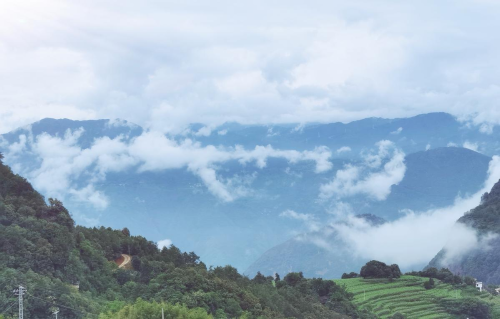 图为云雾环绕的乌蒙山林