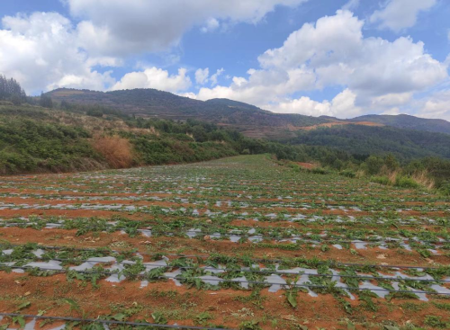 图为三家村中药材种植基地