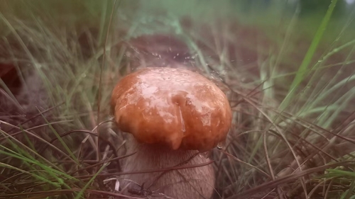 5 (1)