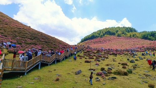 杜鹃花海景区