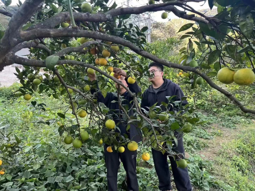 图片2